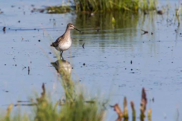 Waldwasserläufer (tringa glareola)) — Stockfoto