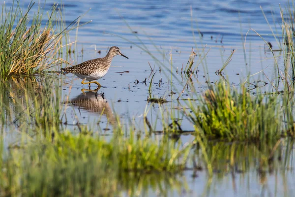 Wood sandpiper (Tringa glareola) — Stock Photo, Image