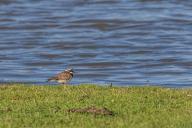 küçük halkalı yağmurkuşu (charadrius dubius)