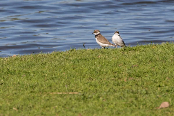 Ringplevier (charadrius dubius)) — Stockfoto