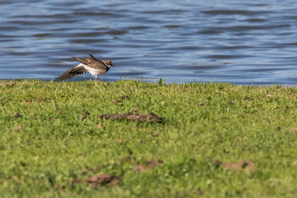 Ringplevier (charadrius dubius)) — Stockfoto