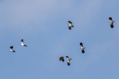 Kız kuşu (vanellus vanellus)