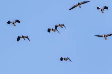 Kız kuşu (vanellus vanellus)