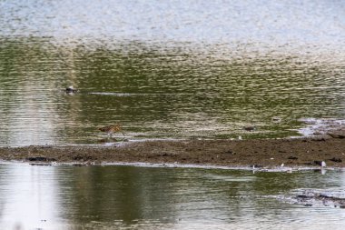 ortak su çulluğu (gallinago gallinago) 