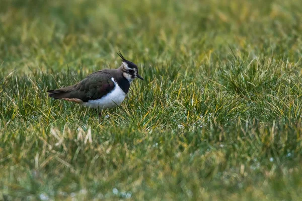 Kievit (vanellus vanellus) — Stockfoto