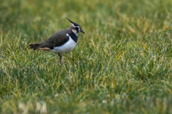 Lapwing (Vanellus vanellus) — Stock Photo, Image