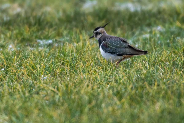 Lapwing (Vanellus vanellus) — Stock Photo, Image