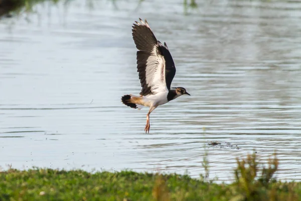 ラッピング （vanellus vanellus) — ストック写真