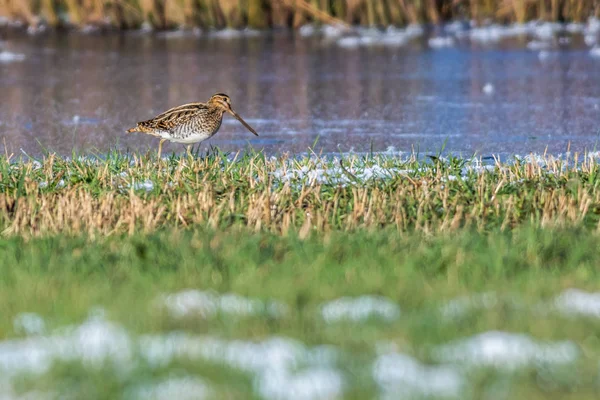 Common snipe (Gallinago gallinago) — Stock Photo, Image