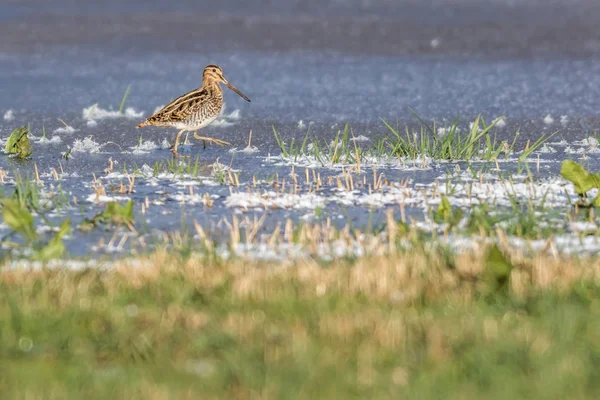 Frequentes Snipe (Gallinago gallinago ) — Fotografia de Stock