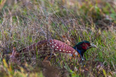 Sıradan bir sülün çayırda yem arıyor.