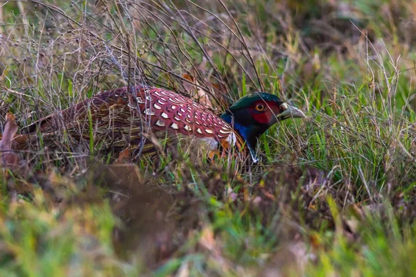 A common pheasant is searching for fodder on a meadow