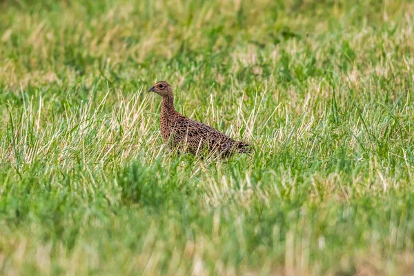 Een Gewone Fazant Zoek Naar Voedsel Een Weide — Stockfoto