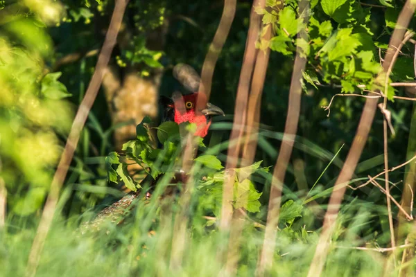 Ein Gemeiner Fasan Sucht Auf Einer Wiese Nach Futter — Stockfoto