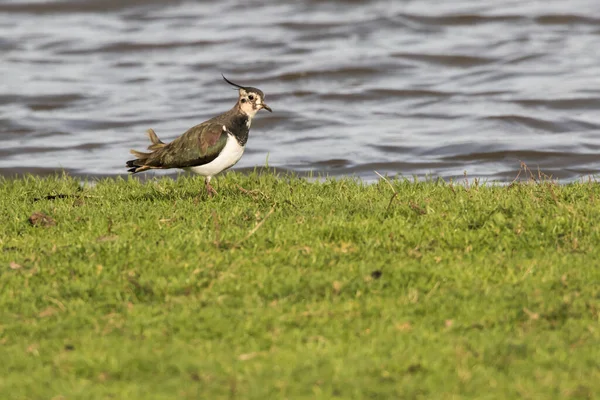 Lapwing Searching Fodder Beeder Bruch — Stock Photo, Image