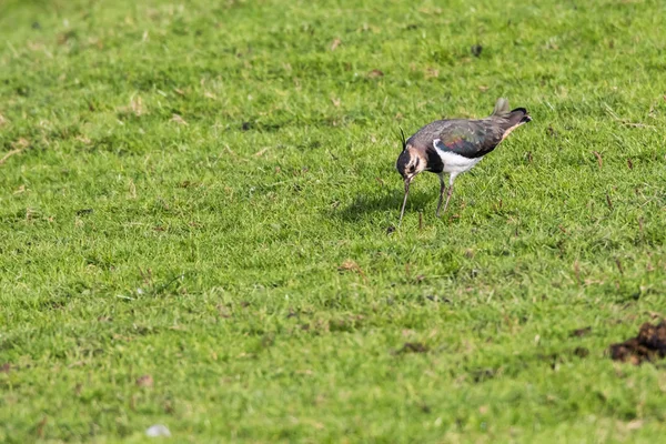 Lapwing Beeder Bruch Yem Arıyor — Stok fotoğraf