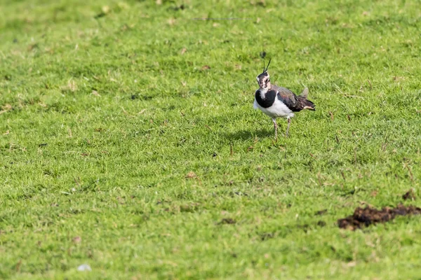 Lapwing Searching Fodder Beeder Bruch — Stock Photo, Image