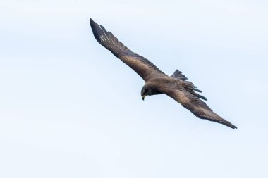 Uçan siyah bir uçurtma, yem arıyor.