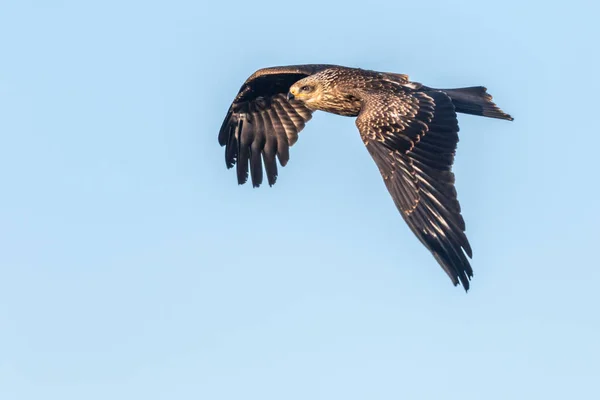 Hunting Black Kite Flight Searching Fodder — Stock Photo, Image