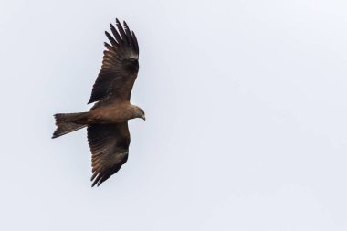 A hunting black kite in flight is searching for fodder clipart