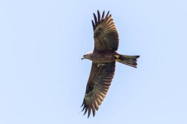 Uçan siyah bir uçurtma, yem arıyor.