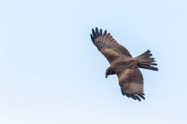 Uçan siyah bir uçurtma, yem arıyor.
