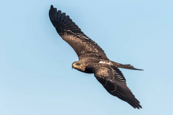 Een Zwarte Vlieger Jacht Zoek Naar Voer — Stockfoto