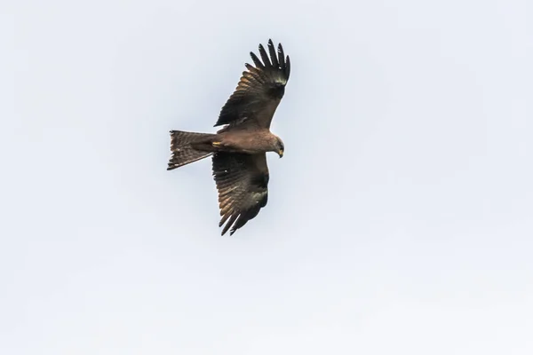 Hunting Black Kite Flight Searching Fodder — Stock Photo, Image