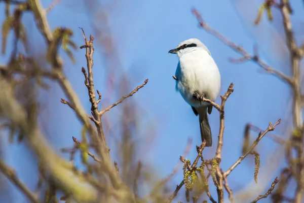 Une Grande Crevette Grise Est Assise Sur Son Siège — Photo