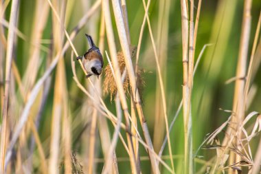 An Eurasian Penduline Tit ist sitting on a grass-stock