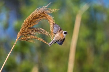 An Eurasian Penduline Tit ist sitting on a grass-stock