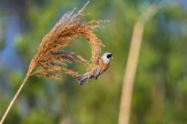 An Eurasian Penduline Tit ist sitting on a grass-stock