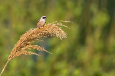 An Eurasian Penduline Tit ist sitting on a grass-stock