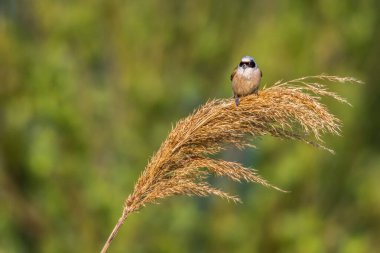 An Eurasian Penduline Tit ist sitting on a grass-stock