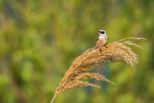 Eurasian Penduline Tit Ist Sitting Grass Stock — 스톡 사진