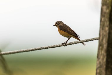 Onun gözlem noktasında sıradan bir kızılay oturuyor.