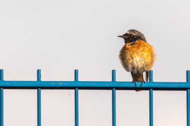 Onun gözlem noktasında sıradan bir kızılay oturuyor.