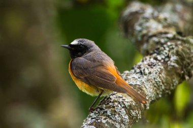 Onun gözlem noktasında sıradan bir kızılay oturuyor.