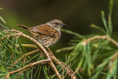 Bir Dunnock gagasında oturuyor
