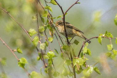 Sıradan bir şifonyer bir dalda oturuyor.