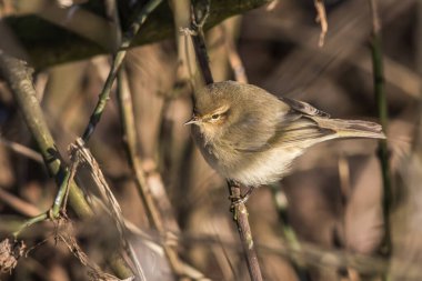 Sıradan bir şifonyer bir dalda oturuyor.