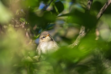 Sıradan bir şifonyer bir dalda oturuyor.