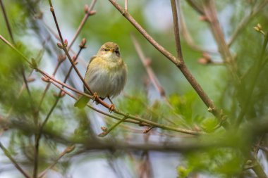 Sıradan bir şifonyer bir dalda oturuyor.