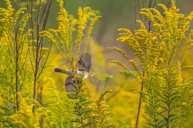 Sıradan bir şifonyer bir dalda oturuyor.