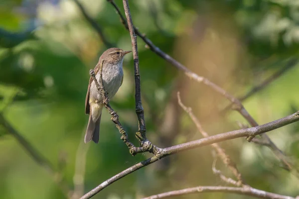 Egy Közönséges Chiffchaff Egy Ágon — Stock Fotó