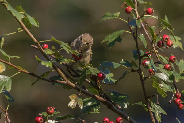 Common Chiffchaff Sitting Branch — Stock Photo, Image