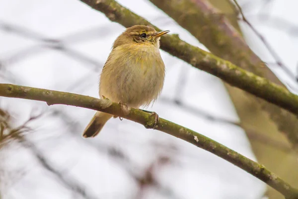 Egy Közönséges Chiffchaff Egy Ágon — Stock Fotó