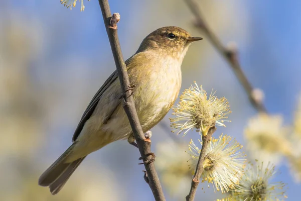 Vanlig Gräshoppa Sitter Gren — Stockfoto