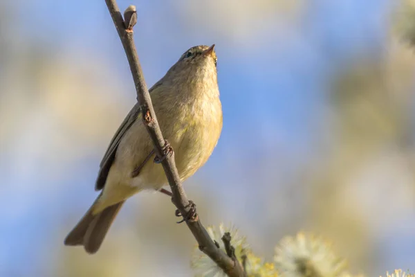 Een Gewone Chiffchaff Zit Een Tak — Stockfoto