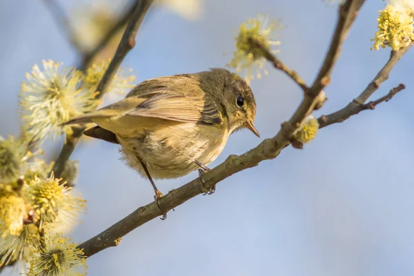 Vanlig Gräshoppa Sitter Gren — Stockfoto